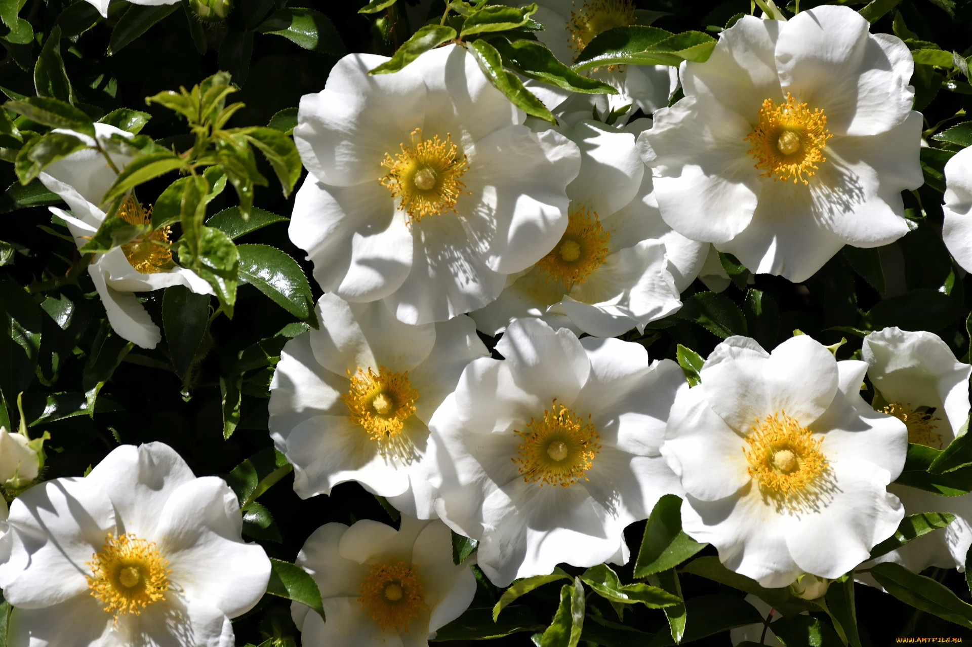 cherokee rose, , , cherokee, rose